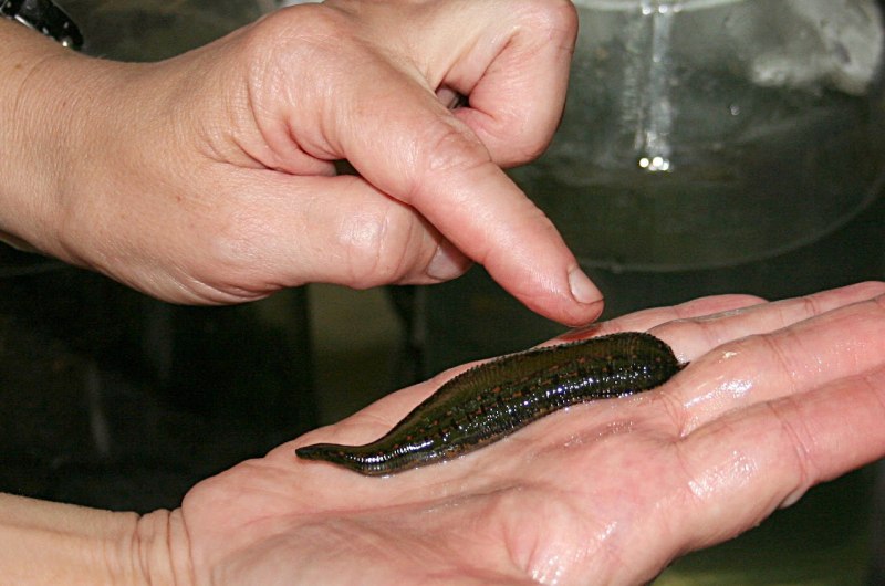 Щетинковая пиявка (Acanthobdella peledina