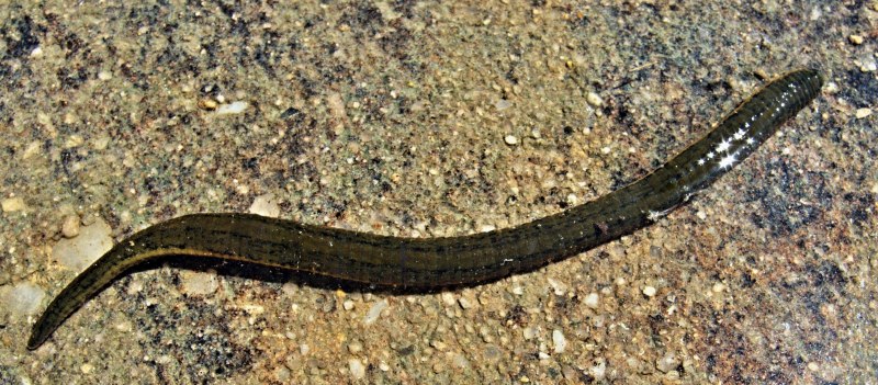 Японская Горная пиявка Haemadipsa zeylanica