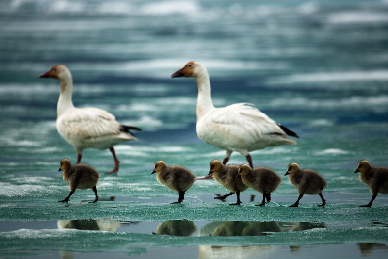 Сноу Гус (Snow Goose)