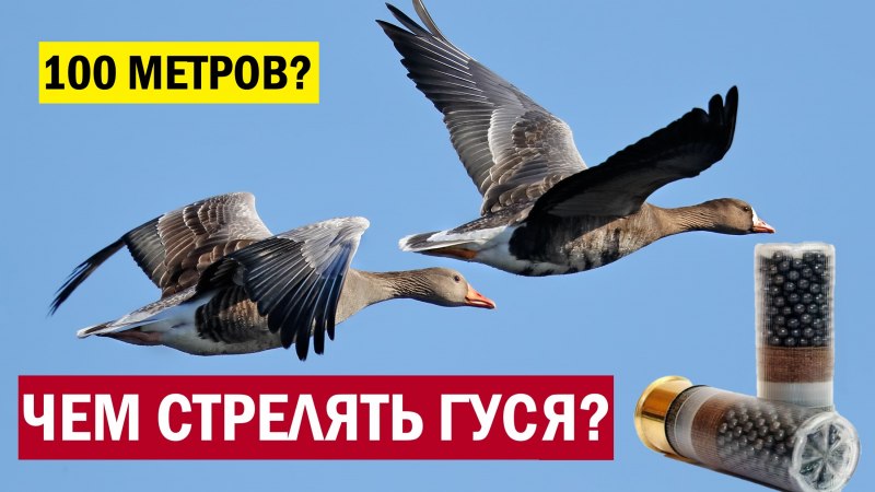 Белый Сибирский Гусь