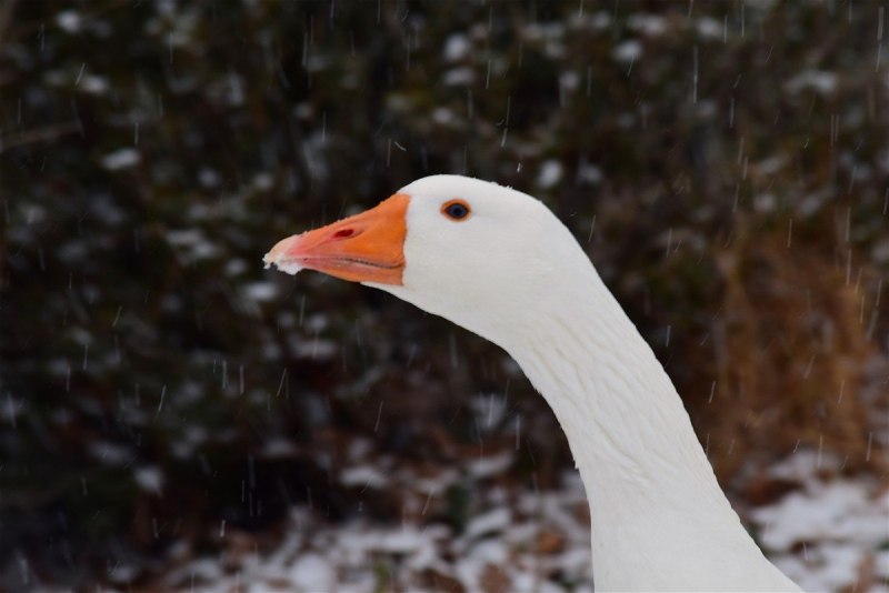 Гусь белый (Anser caerulescens hyperboreus)