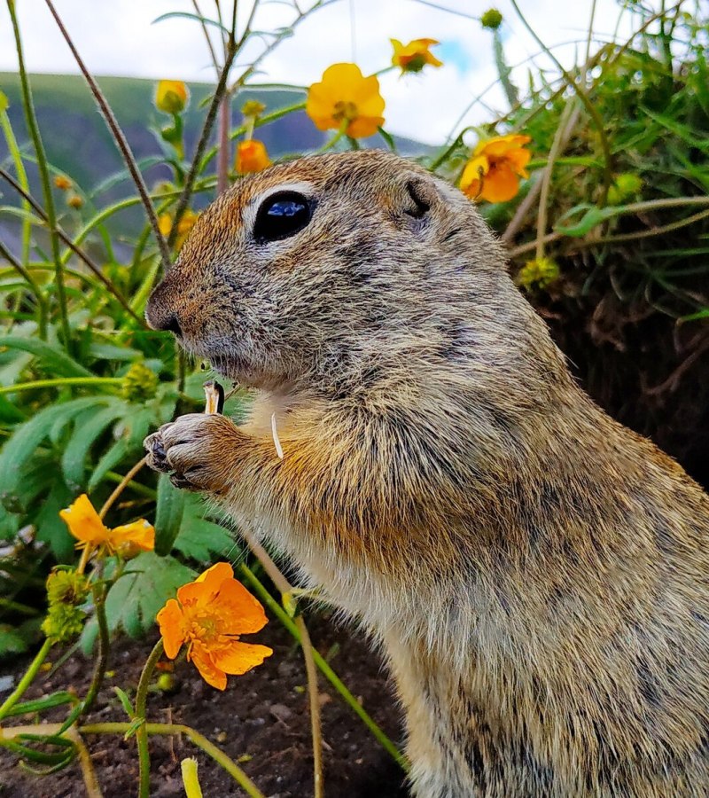 Суслик длиннохвостый Spermophilus undulatus Pallas, 1779