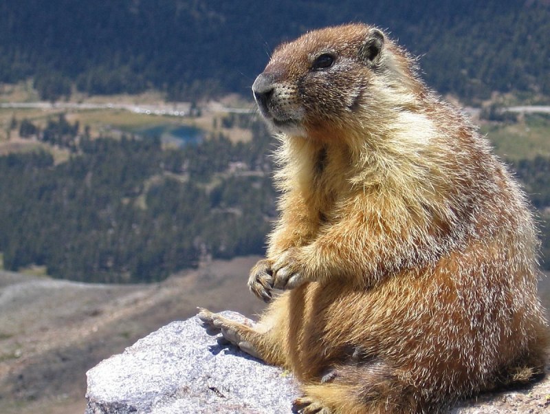 Даурский суслик (Spermophilus dauricus)