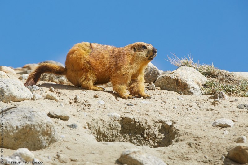 Суслик Ричардсона (Spermophilus richardsonii)