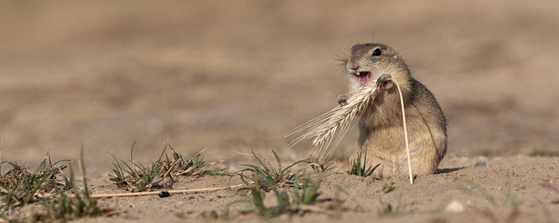 Степная Луговая собачка