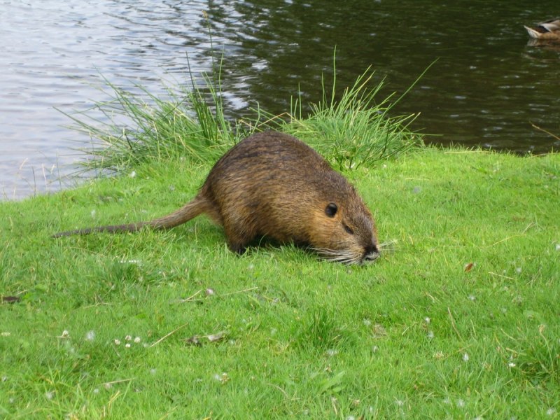 Водяная полевка Arvicola terrestris