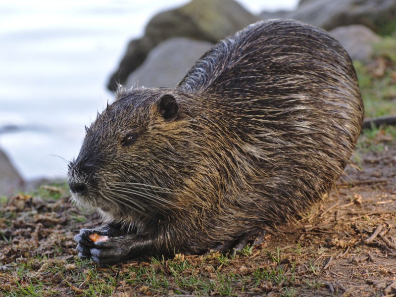 Ондатра (Ondatra zibethicus)