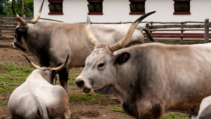 Венгрийская корова