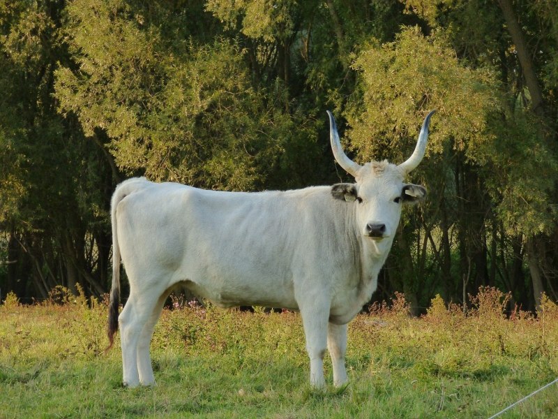 Серая корова