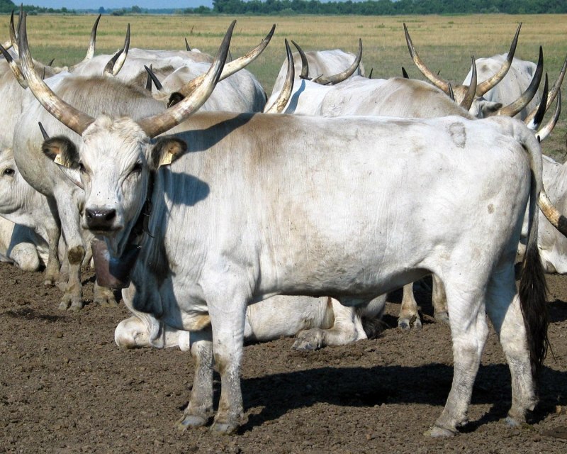 Венгерская серая корова