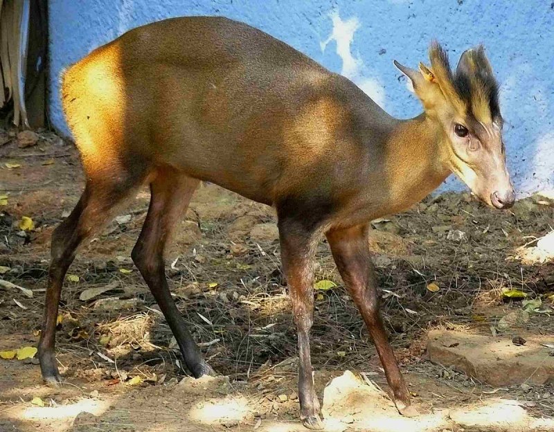 Muntjac Deer