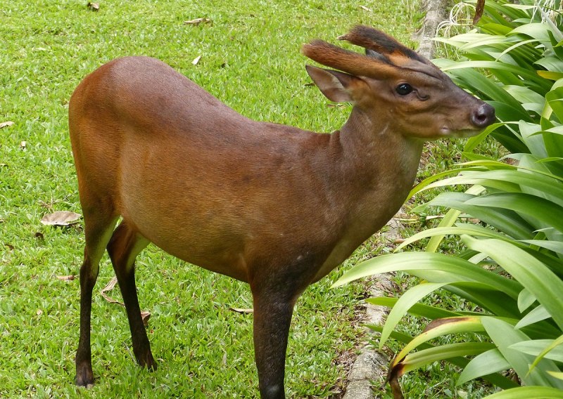 Мунтжак фото PNG