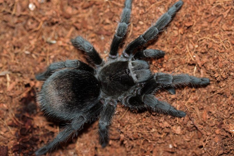 Паук птицеед Grammostola pulchra