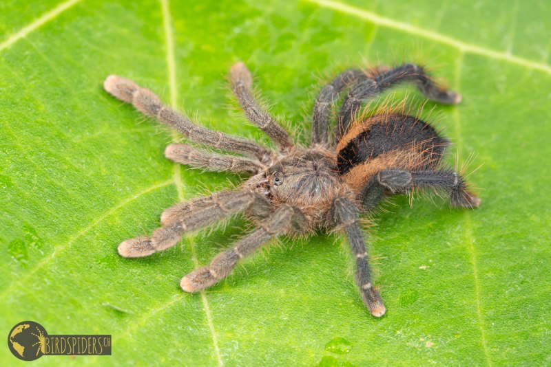 Avicularia Avicularia