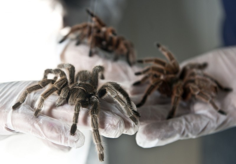 Grammostola mollicoma