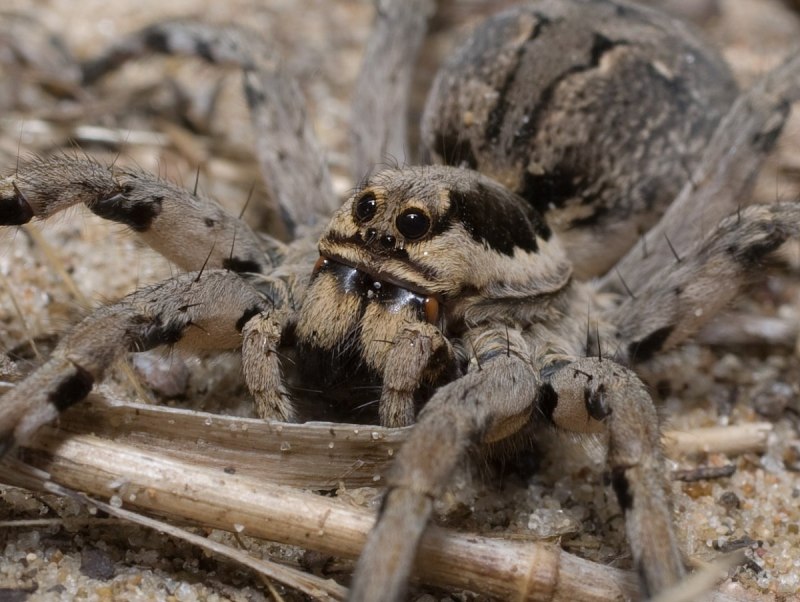 Lycosa praegrandis