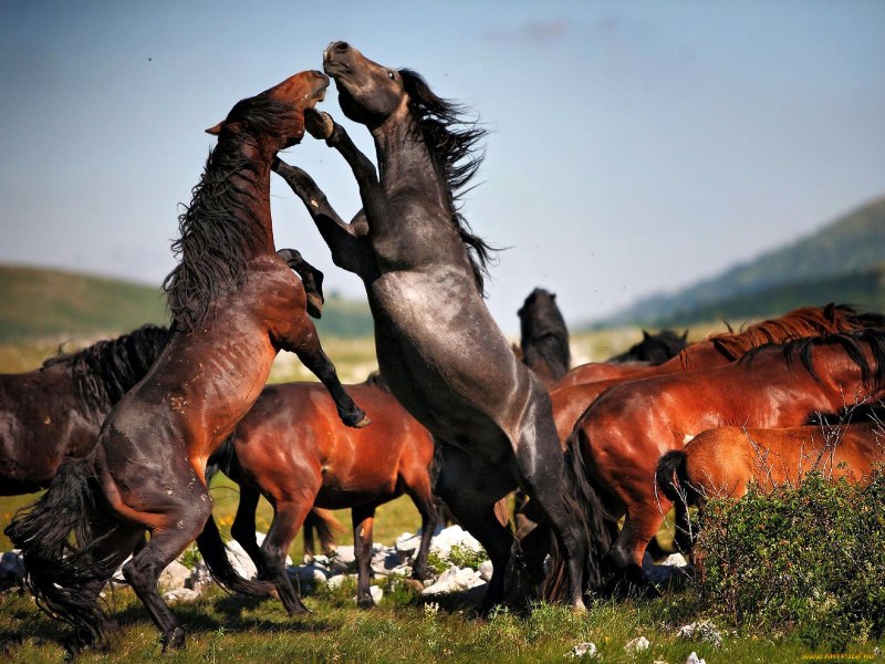 Лошадь дикое животное (57 фото)