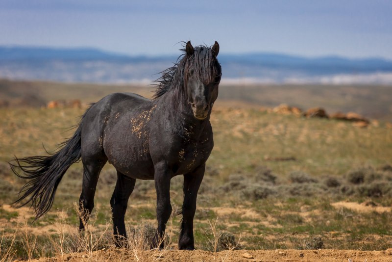 Horses Aerial
