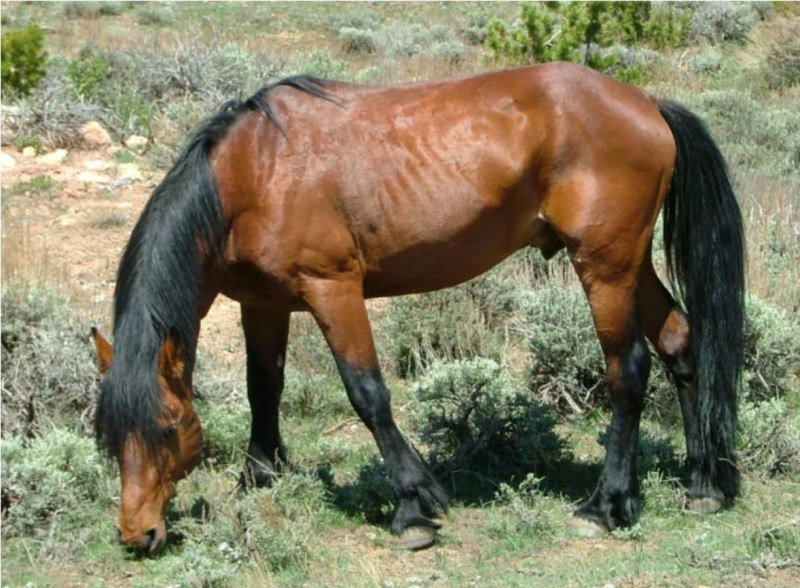 Snowy Mountains Horse