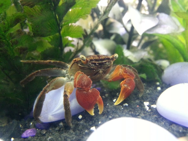 Geosesarma SP.