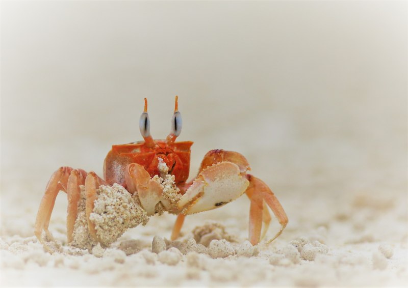 Краб Краснюк черное море