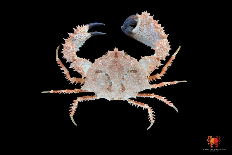 Морские Крабы в чёрном море