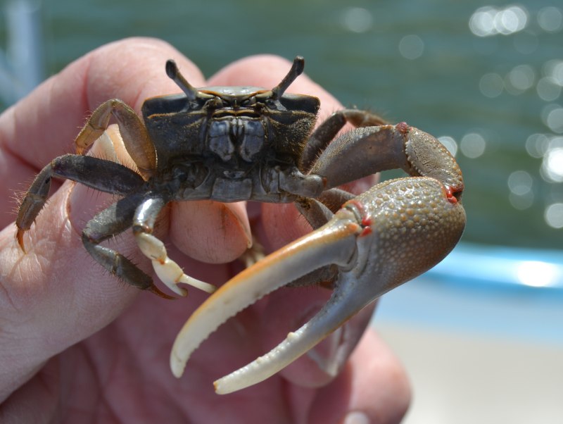 Red King Crab