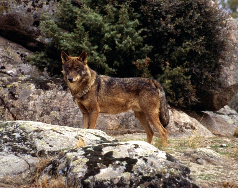 Canis Lupus pallipes
