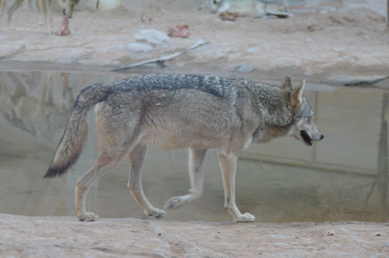 Аравийский волк (65 фото)