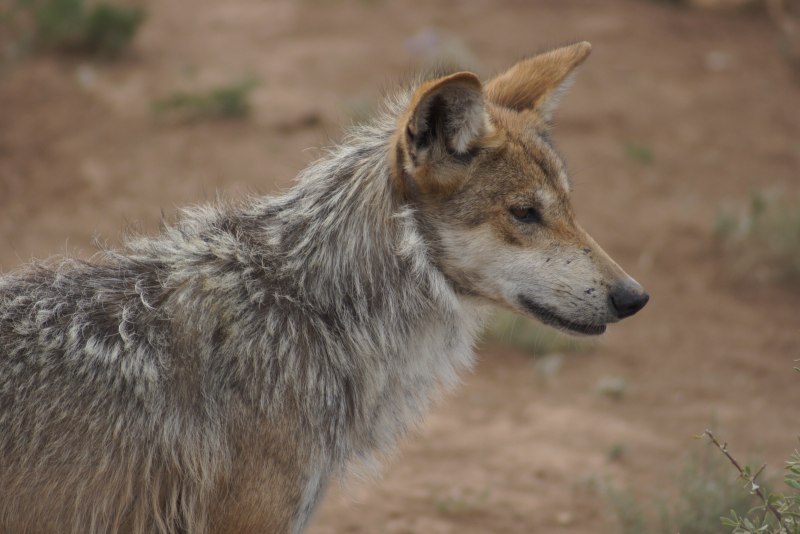 Аравийский волк canis Lupus arabs