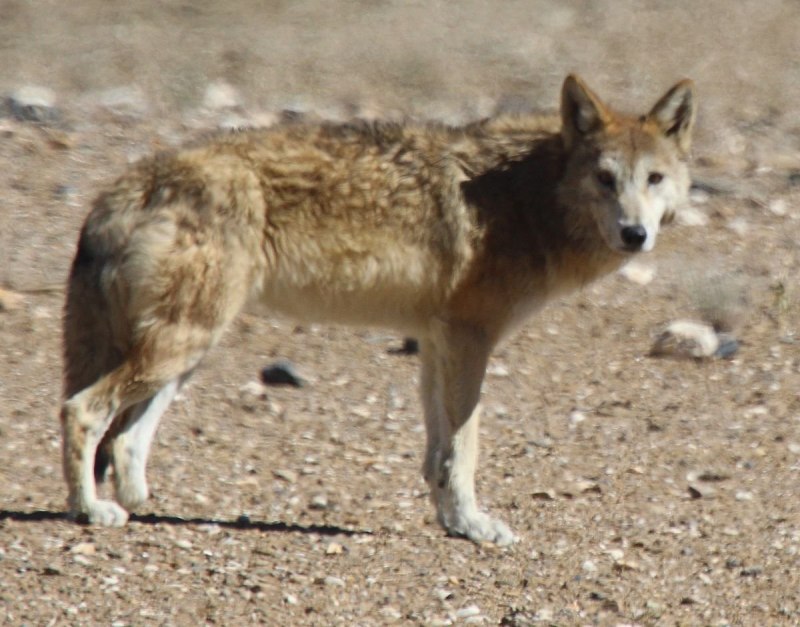 Волк canis Lupus