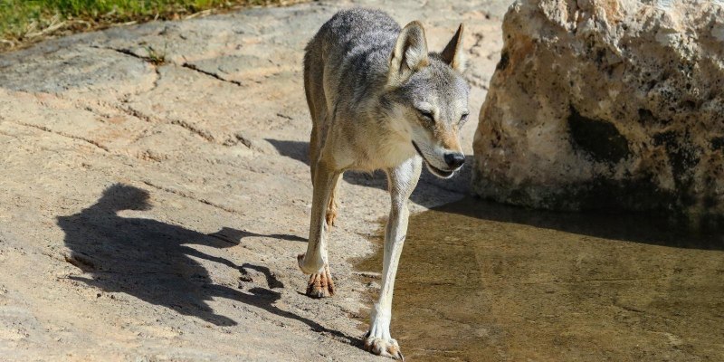 Canis Lupus pallipes
