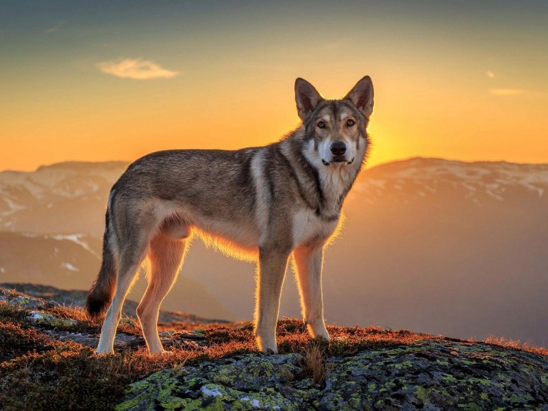 Canis himalayensis