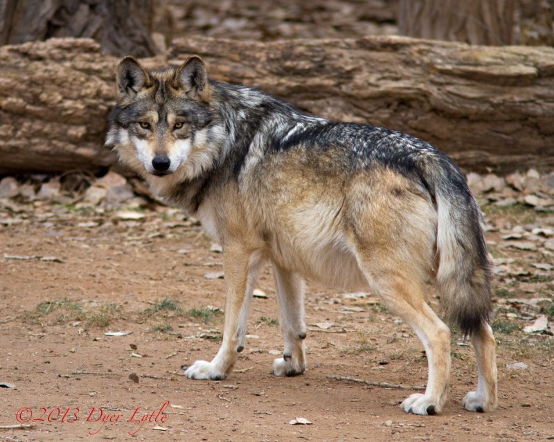 Аравийский волк canis Lupus arabs
