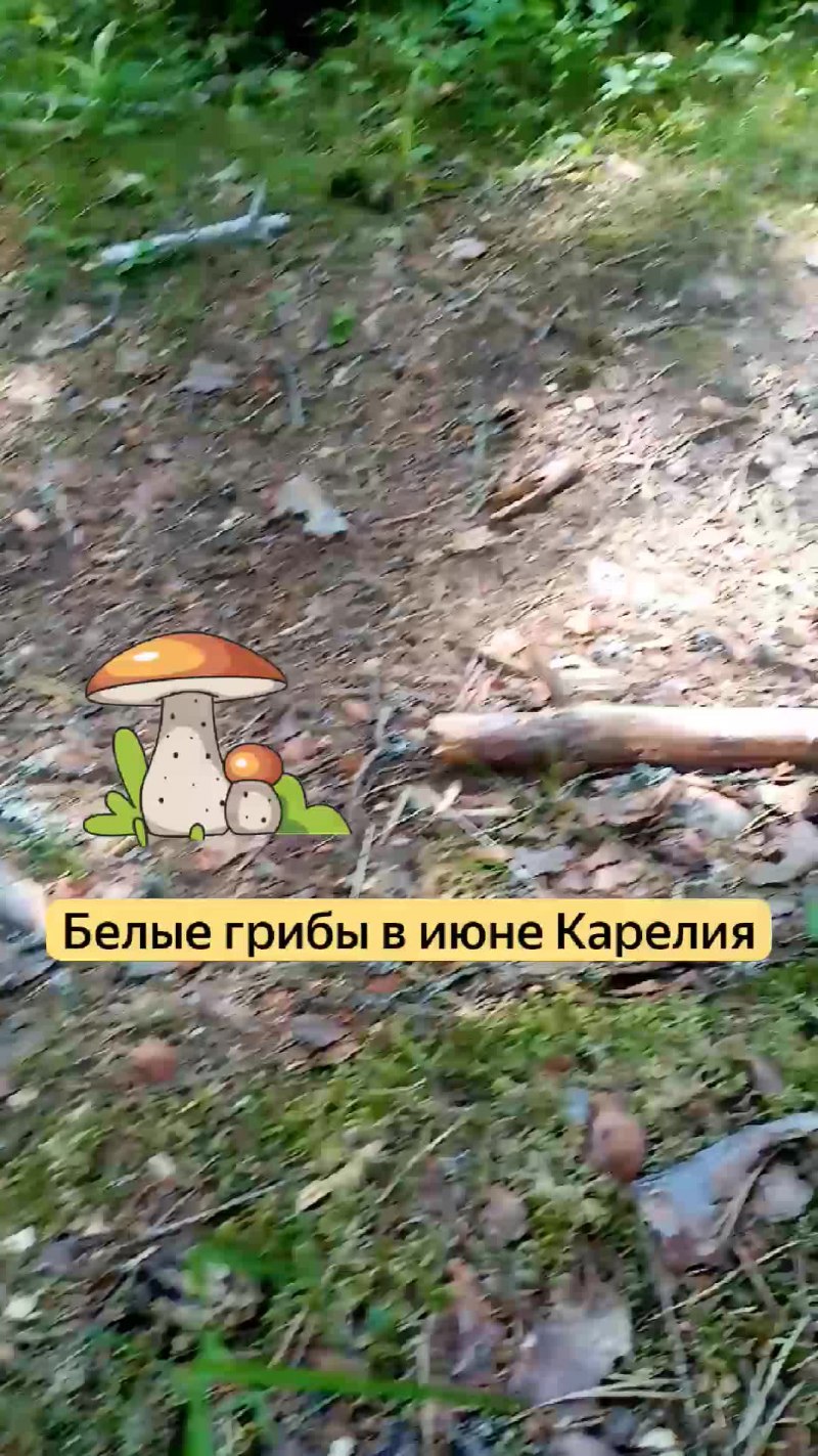 Морской СЛИЗНЯК Голожаберник