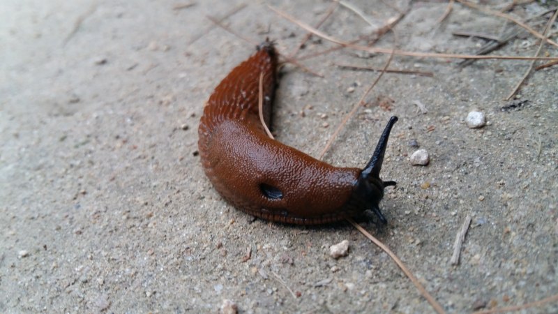 Costasiella kuroshimae - «морская Овечка»