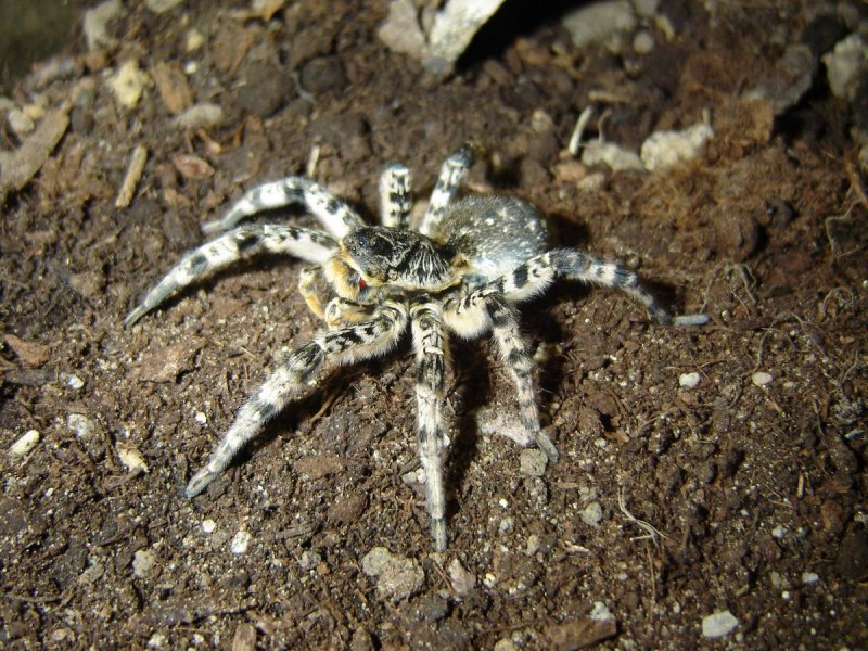 Pardosa паук