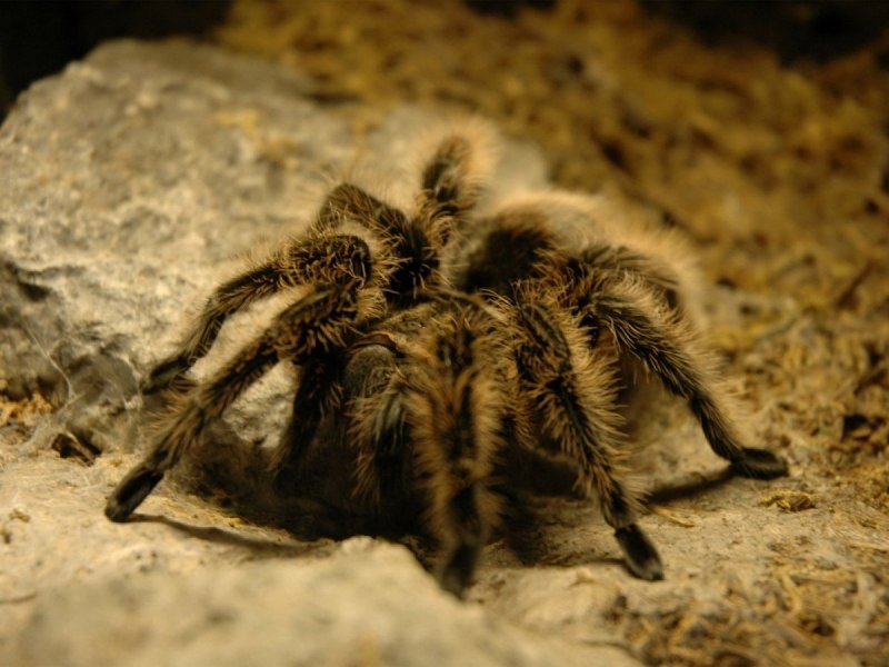 Паук Gnaphosidae Zelotes