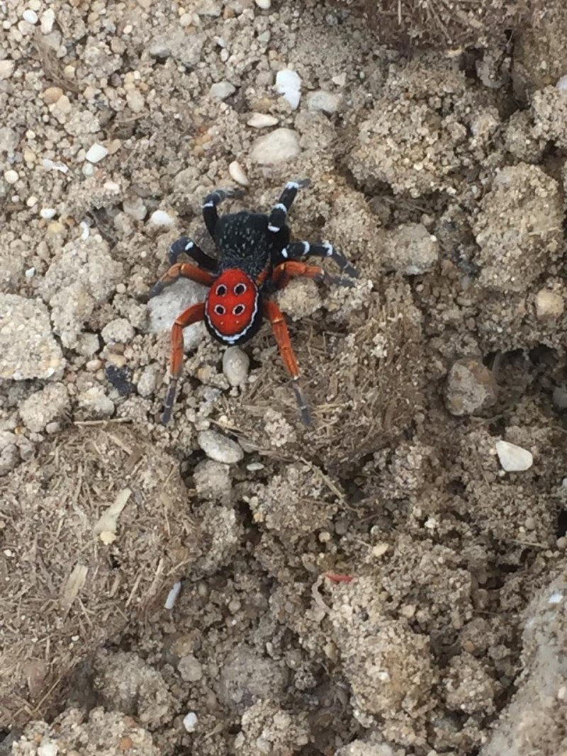 Araneus diadematus паук крестовик