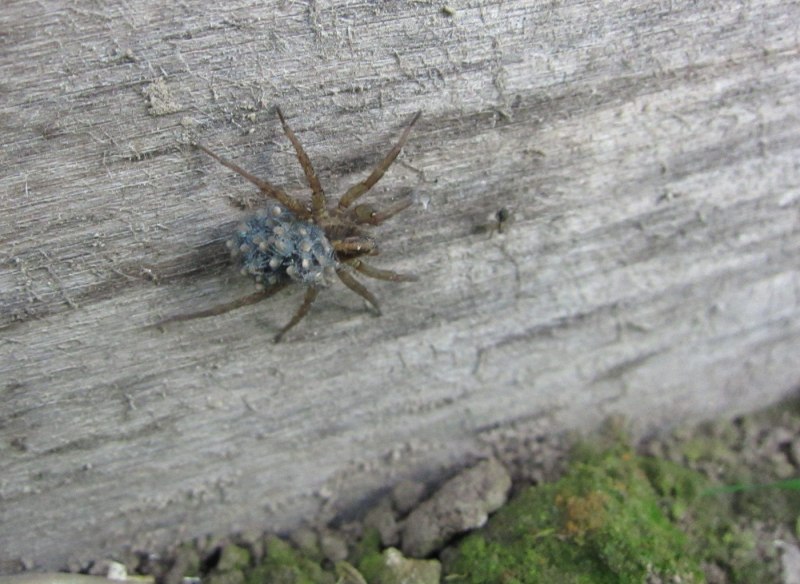 Тарантул Lycosa Narbonensis