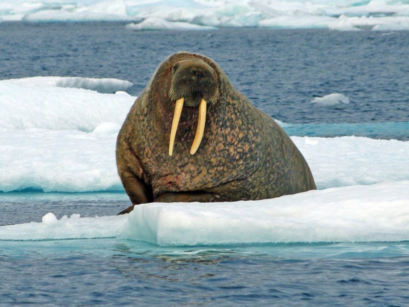 Бианки моржиха