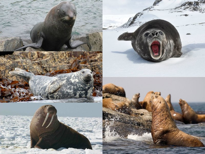 Моржовиеые ластоногие