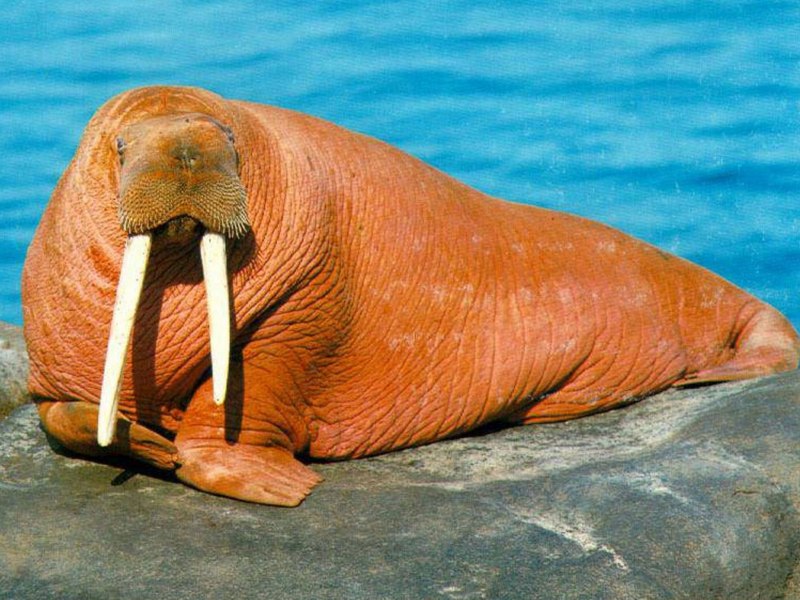 Самка моржа