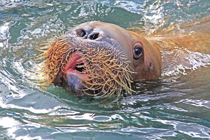 Лаптевский морж