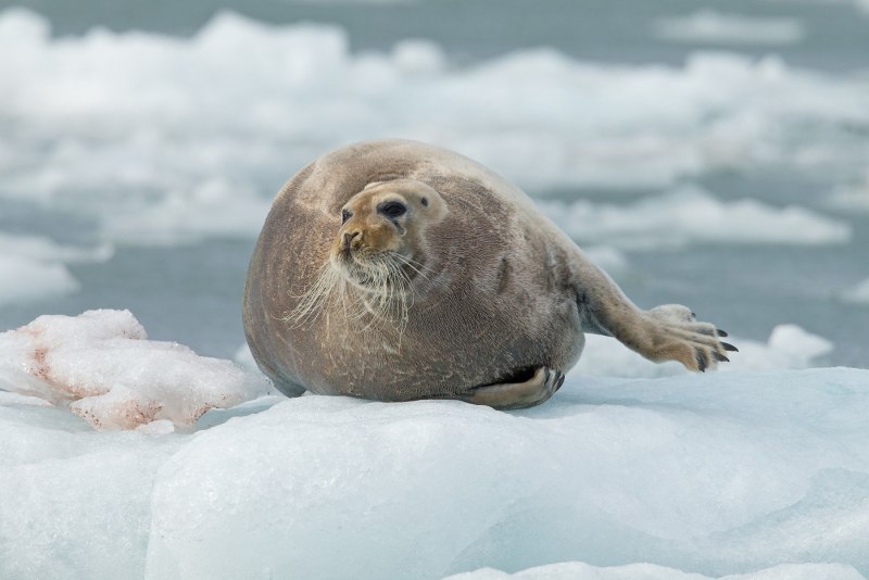 Южный морской слон Mirounga Leonina