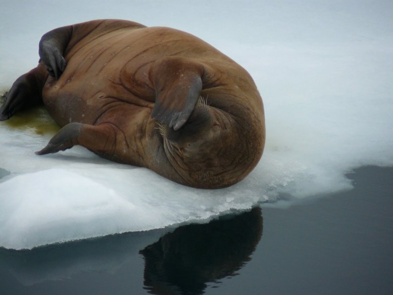 Тихоокеанский морж (Odobenus rosmarus divergens)