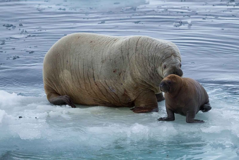 Морж (Odobenus rosmarus)
