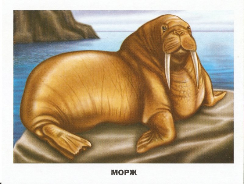 Тюлень морской заяц