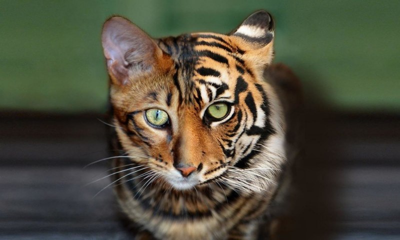 Коты породы тойгер