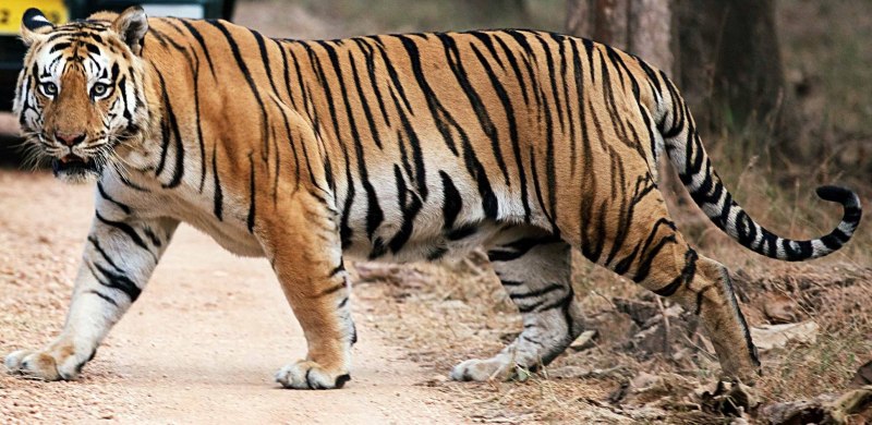 Бенгальский тигр / Bengal Tiger